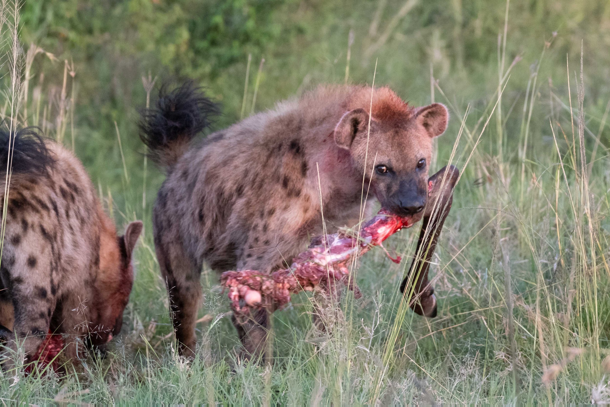 How to Spot a Hyena — Kathy Karn Photography